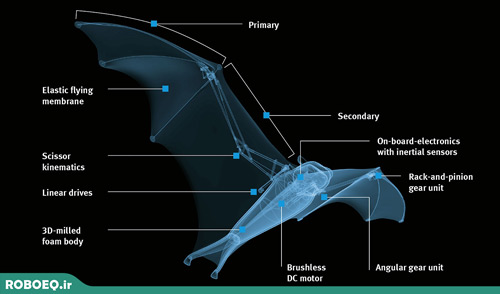 ساختار بدن روباه پرنده 